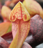 Sarracenia x courtii
