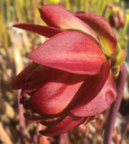 Sarracenia leucophylla 'Tarnok'