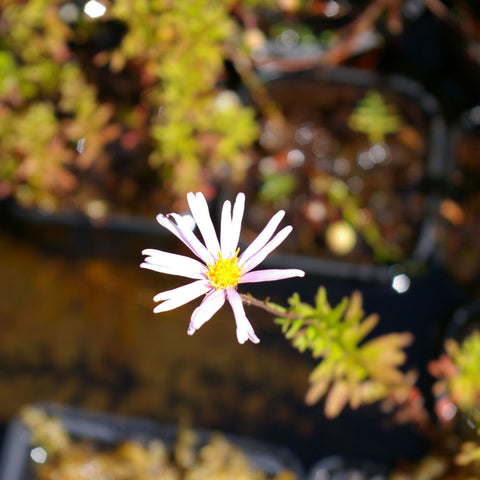 Aster nemoralis