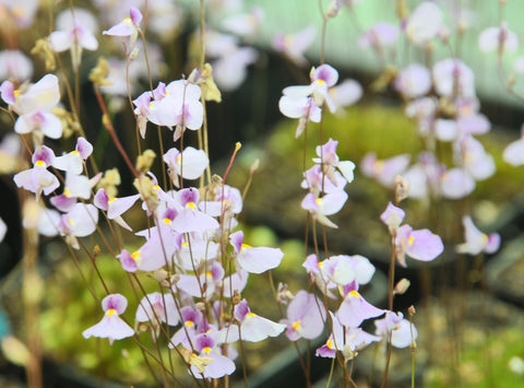 Utriculaire blanchetii