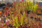 Graines de Drosera capensis