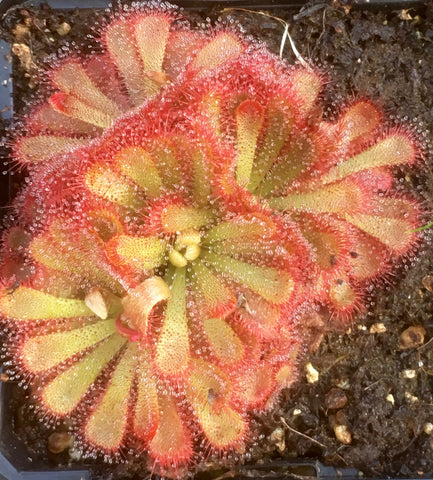 Drosera aliciae