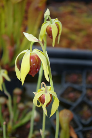 Graines de Darlingtonia Californica