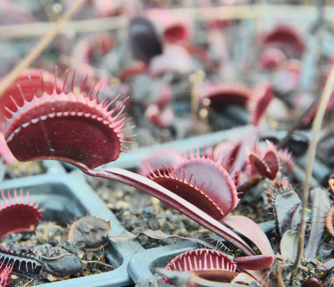 Dionaea 'FTS Maroon Monster'