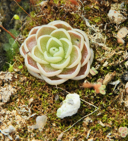 Pinguicula esseriana "plante géante"