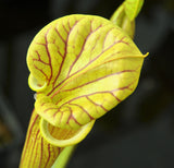 Sarracenia flava var. ornata