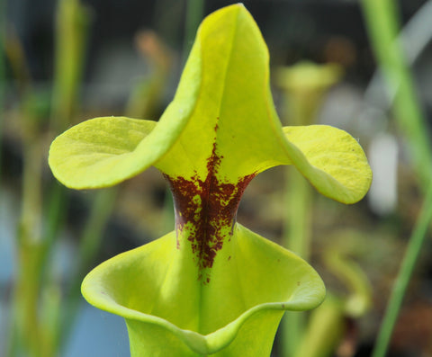 Sarracenia flava var. rugelii (Apalachicola National Forest, FL)