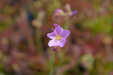 Graines de Drosera capensis