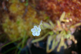 Drosera capensis 'Albino'
