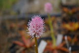 Helonias Bullata