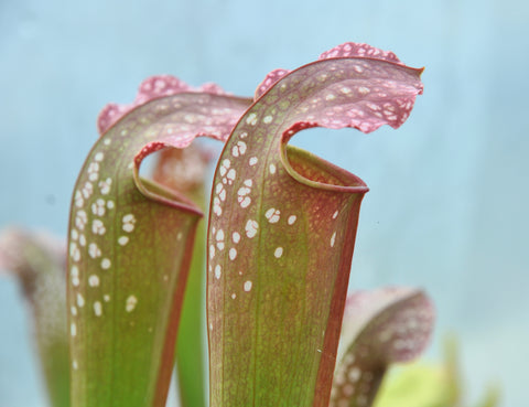 Sarracenia x excellens (A. Slack)