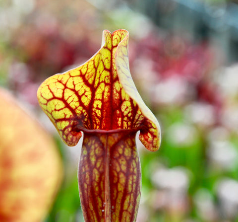 Sarracenia x (S. purpurea ssp purpurea x S. oreophila)