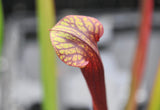 Sarracenia x (S. alata red throat x S. flava var. atropurpurea)