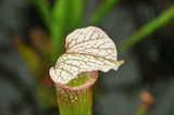Sarracenia x Diane Whittaker