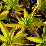 Helonias Bullata