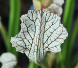 Sarracenia leucophylla
