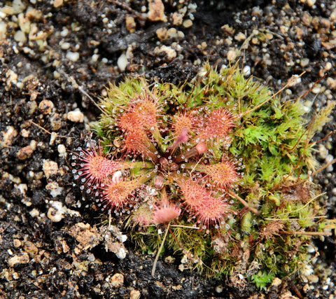 Drosera sp. Lantau Island