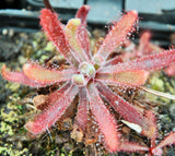 Drosera latifolia