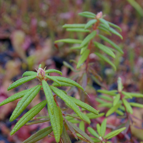 Ledum palustre