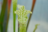 Sarracenia leucophylla f. viridescens