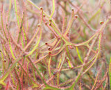 Drosera binata 'Marston Dragon'