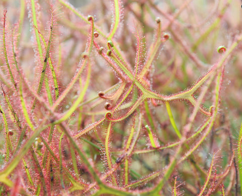 Drosera binata 'Marston Dragon'