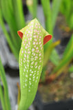 Sarracenia minor var. okefenokeensis