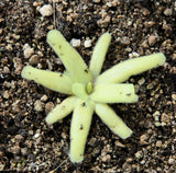Pinguicula moctezumae x pilosa