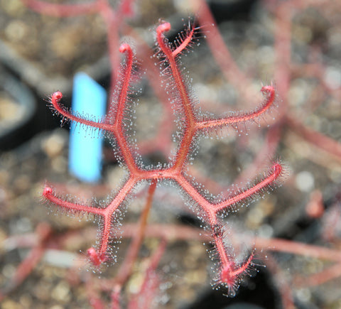 Drosera binata var. multifida fl. mauve