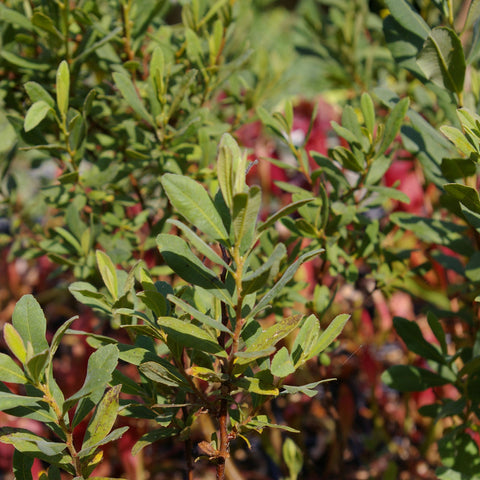 Myrica gale