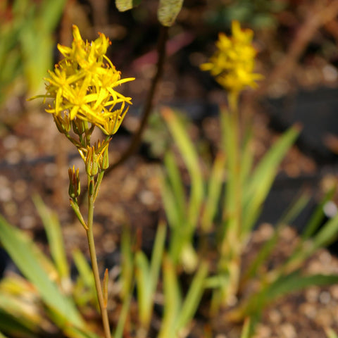 Narthecium ossifragum