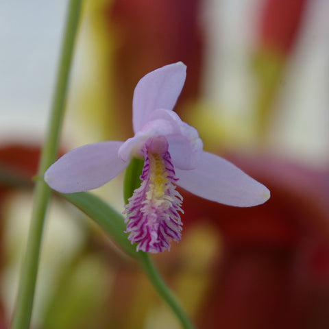 Pogonia ophioglossoïdes