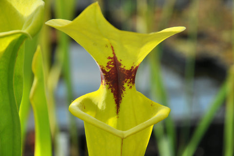 Sarracenia flava var. rugelii (Milton, Santa Rosa Co, FL)