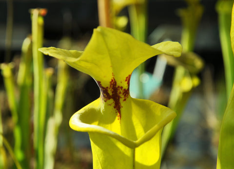 Sarracenia flava var. rugelii (Telogia, FL)