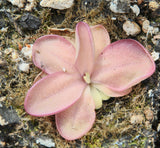 Pinguicula x "seductora"