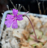 Pinguicula x "seductora"