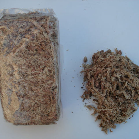 Sphaigne déshydratée du Chili