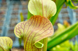 sarracenia x harperi