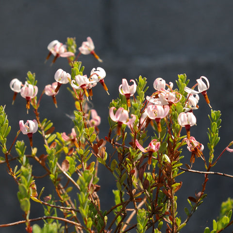 Vaccinium macrocarpon - canneberge - Cranberry