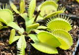 Dionaea 'All Green'